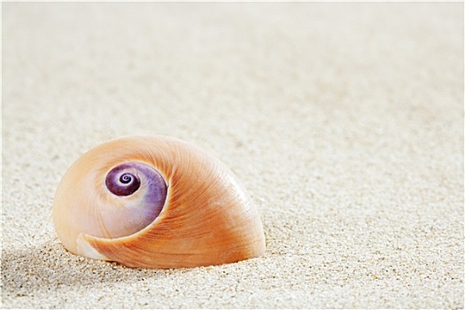 海滩,海蜗牛,热带,白沙,特写,微距