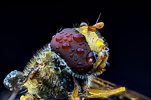 食蚜蝇