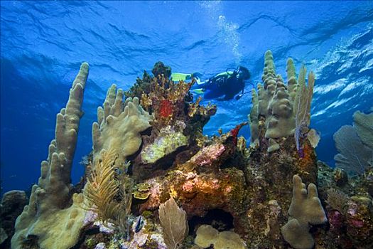 潜水者,浅水,珊瑚礁,加勒比海,洪都拉斯,中美洲
