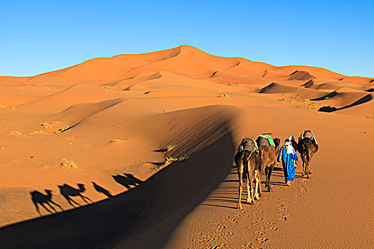 两个男人,阿拉伯骆驼,却比沙丘,摩洛哥