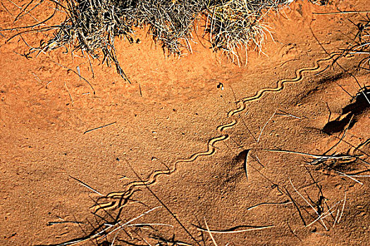 蛇,小路,红色,沙子,北领地州,澳大利亚