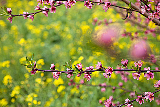 桃花