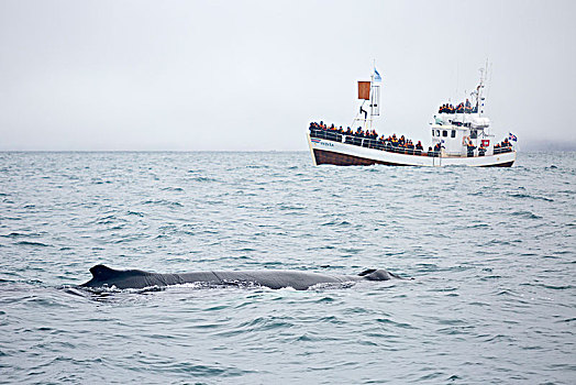 驼背鲸,湾,北方,冰岛