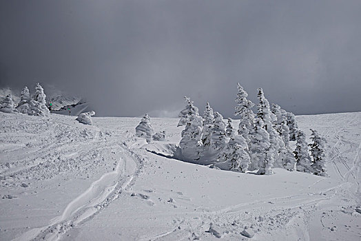 积雪,树,山,惠斯勒,不列颠哥伦比亚省,加拿大