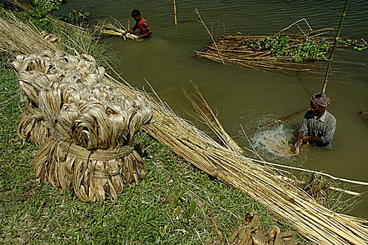 农民,洗,黄麻纤维,纤维,水塘,孟加拉,十月,2006年