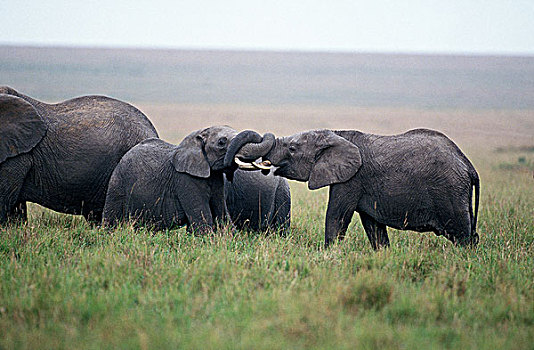 非洲象,玩,马赛马拉,公园,肯尼亚