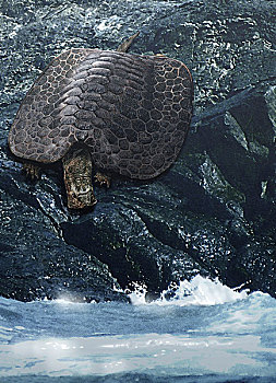 海龟,水边