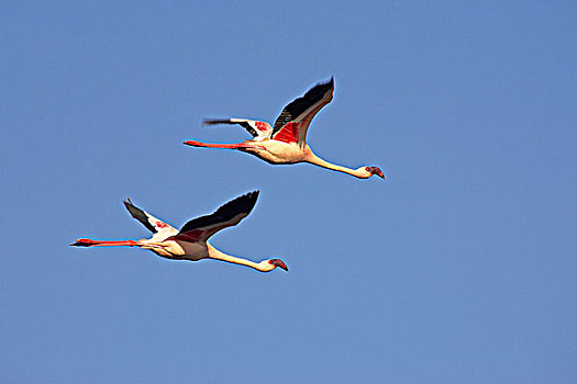 小红鹳,成年,飞行,纳库鲁湖,肯尼亚