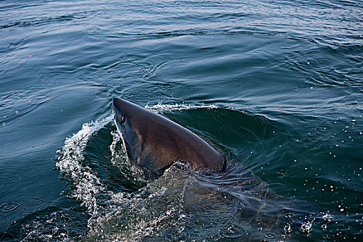 大白鲨,沙鲨属,头部,成年,水面,福尔斯湾,南非