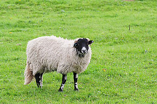 绵羊,草地,达勒姆郡,英格兰,英国,欧洲