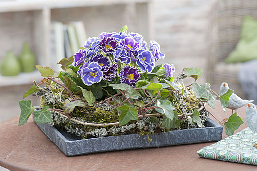 樱草属植物,蓝色,紫色,花环,常春藤属