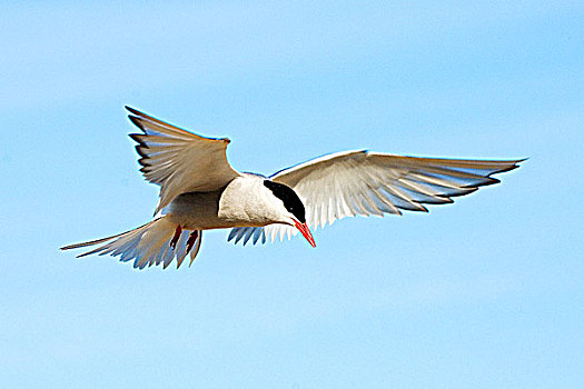 成年,北极燕鸥,胸骨,悬空,跃起,维多利亚,岛屿