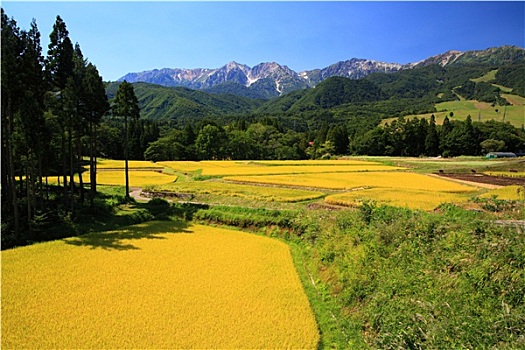 日本,阿尔卑斯山,稻田