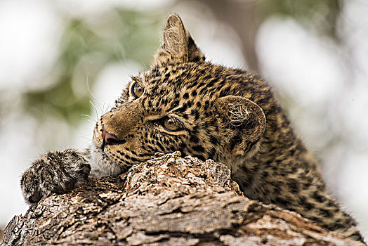 豹,小猫,树上,马沙图禁猎区,博茨瓦纳,非洲