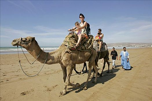 游客,骑,骆驼,海滩,阿加迪尔,摩洛哥,非洲