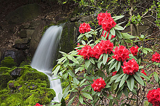 红色,杜鹃属植物,瀑布