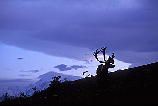 美国,阿拉斯加,德纳里峰国家公园,驯鹿属,晚秋,黎明