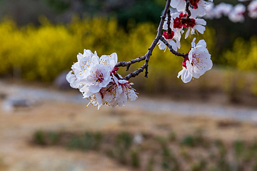 鲜花素材