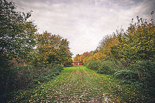 小,红色,小屋,花园,秋天,秋叶,草