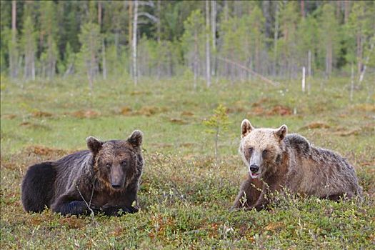 棕熊,女性,芬兰