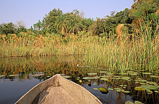 非洲,博茨瓦纳,奥卡万戈三角洲,独木舟,芦苇,纸莎草