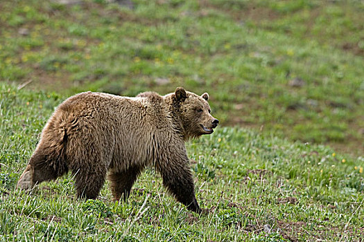 大灰熊,棕熊,母熊,黄石国家公园,怀俄明