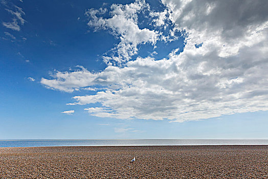 孤单,鸟,空,海滩,蓝天,云,上方,海洋,奥尔德堡,英格兰