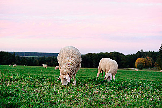 绵羊,擦伤,放牧,草地,巴伐利亚,德国