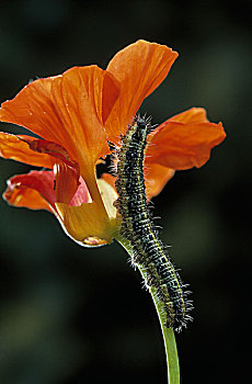 大菜粉蝶,旱金莲花