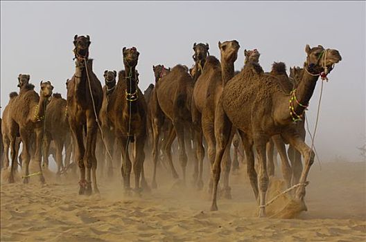 单峰骆驼,骆驼,普什卡,牲畜,拉贾斯坦邦,印度