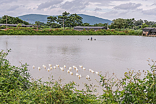 一群鸭子,田野风光