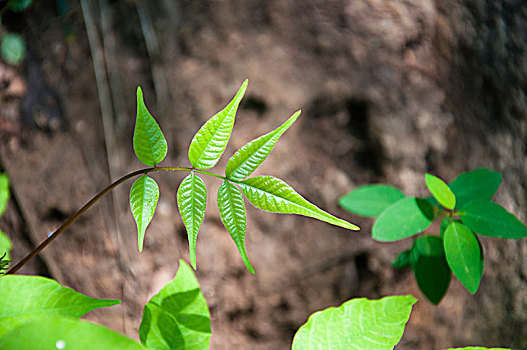 植物叶片特写