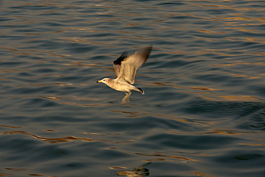 海鸥捕食