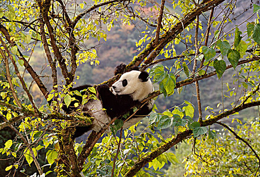 熊猫,树上,秋叶,卧龙,四川,中国