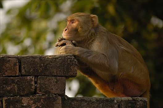 猕猴,休息,砖墙,城镇,拉贾斯坦邦,印度