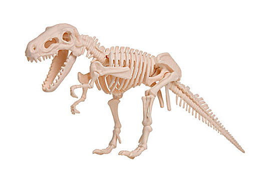 恐龙,骨骼,模型,切削,室外,白色,背景