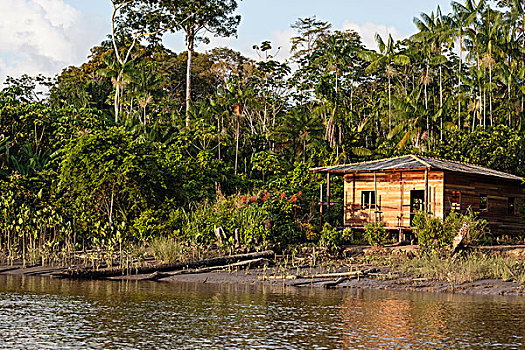 南美,巴西,亚马逊河,风景,传统,木质,建筑,下方,手掌