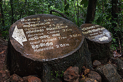 路标,树林,自然保护区,斯里兰卡,亚洲