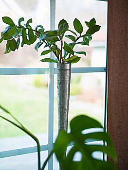 多叶植物,狭窄,金属,花瓶,正面,窗