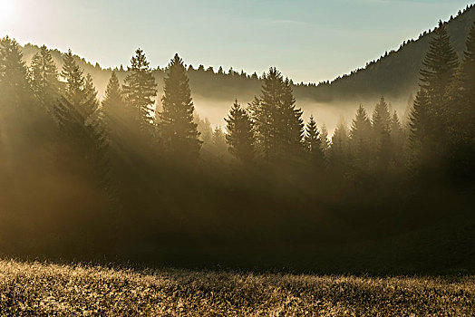 阳光,发光,树梢,晨雾,斯洛文尼亚,欧洲
