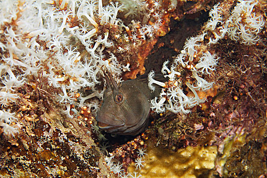 塔斯梅尼亚黏鱼,隐藏,珊瑚礁,南澳大利亚州,澳大利亚