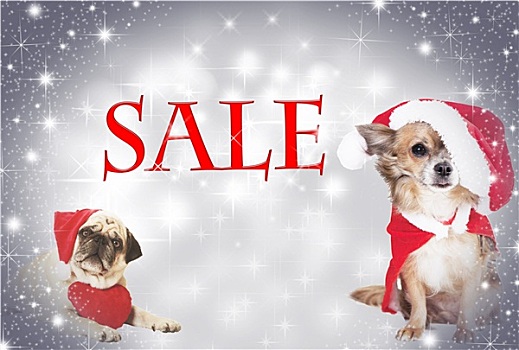 两只,狗,圣诞节,销售