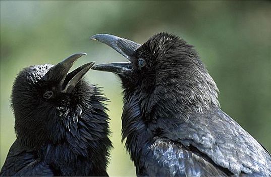 鸟,大乌鸦,渡鸦,争吵,黑人伴侣
