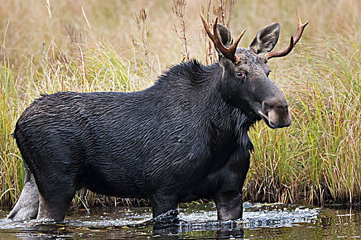 幼兽,雄性,驼鹿,走,湿地,阿尔冈金公园,安大略省,加拿大