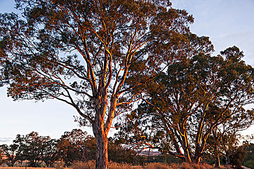 澳大利亚,巴罗莎谷,橡胶树,日落