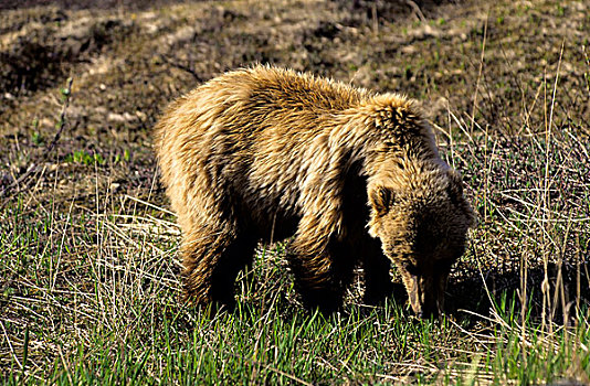 美国,阿拉斯加,德纳里峰国家公园,大灰熊,老