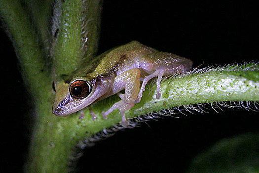青蛙,植物,树林,八月,2008年