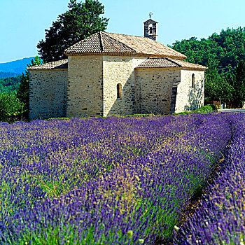 花,薰衣草种植区,罗马式,小教堂,17世纪,普罗旺斯,法国