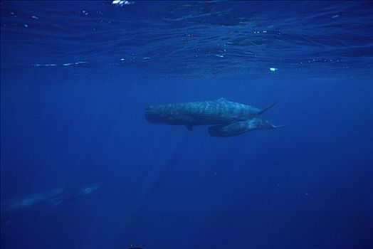 抹香鲸,群,科纳海岸,夏威夷