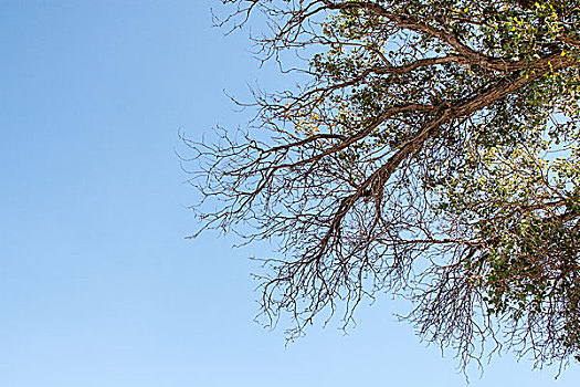 蓝色天空,胡杨树,树枝